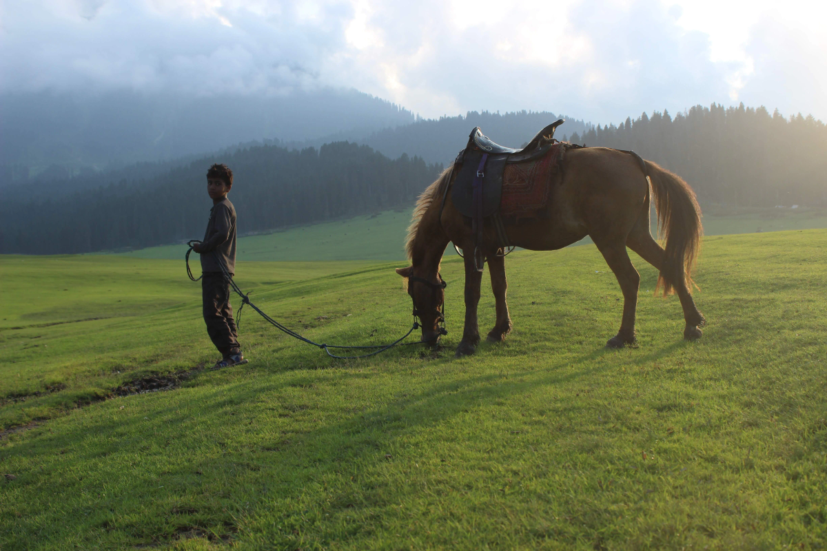 Peaceful meadows and pine forests in Yusmarg